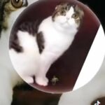 Scottish folds in Putnam Valley, New York