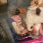 Scottish Folds (SHORT HAIRED STRAIGHT EARED) in Putnam Valley, New York