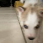 Siberian Husky in Homestead, Florida