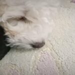 Bichon Frise Puppy in Chicago, Illinois