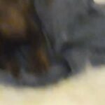 dog for sale in Madera, California