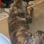 Dutch Shepherd in Newark, New Jersey