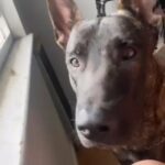 Looking For A New Home For Onyx in Newark, New Jersey
