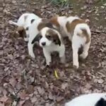 English Springers 5 Left in Carrboro, North Carolina