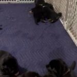 German Shepherd Puppies Available in Fargo, North Dakota