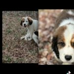 Bird Dogs in Carrboro, North Carolina