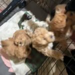5 Puppies For Sell in Compton, California