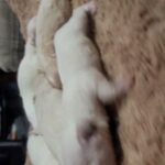 shitzu/poodle in Waterbury, Connecticut