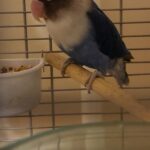 LOVEBIRDS in Waterbury, Connecticut