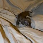 Miniature Dachshund Puppy in Tyler, Texas