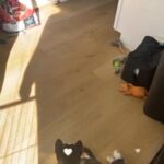 Husky puppies!!! 5 Females in Phoenix, Arizona