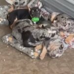 Merle BULLIES in Vacaville, California