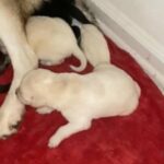Husky Y Golden Retriever in West Palm Beach, Florida