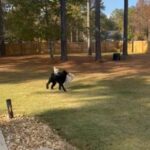 Pearl/Tybee Multigenerational Goldendoodle Puppies in Griffin, Georgia