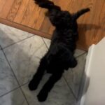 Multipoo For Adoption! in Beltsville, Maryland