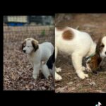 English Springers in Carrboro, North Carolina