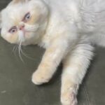 Persian Exotic Shorthair in Baytown, Texas