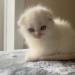 Pediagree Scottish Fold Kittens in Queens, New York