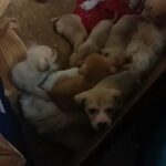 Six Puppies in Jackson, Tennessee