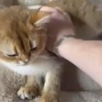 British Shorthair Female in Baytown, Texas