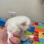 British Shorthair With Folded Ears in Baytown, Texas