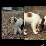 Bird Dogs in Carrboro, North Carolina