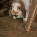 Holland Lop For Sale in Austin, Texas