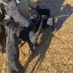 10 full of energy DobermanBlue Healer-labs in Boone, North Carolina