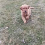 Golden Retriever Pups For sale in Fort Wayne, Indiana