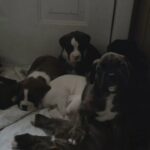 Beautiful Boxer Puppies Available in Adrian, Michigan