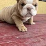 English Bulldog Lilac Female in Tucson, Arizona
