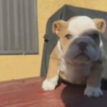 English Bulldog Merle Female in Tucson, Arizona