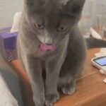 Russian Blue - Female - 6months in Chico, California