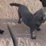 ICCF Registered Cane Corso Puppies in Apache Junction, Arizona