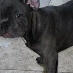 French Bulldog in Miramar, Florida