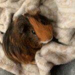 Guinea Pig in Sacramento, California