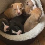 American Pit Bull Terrier in Chicago, Illinois