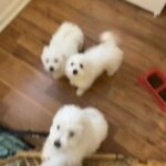 Bichon Frise in Indianapolis, Indiana