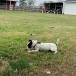 Jack Russell in Tyler, Texas