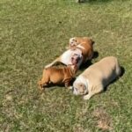 Rehome in Orlando, Florida