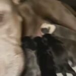 ABKC Bullies 2/7/23! in Dallas, Texas