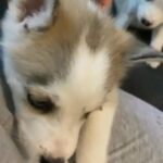 Siberian Husky in Homestead, Florida
