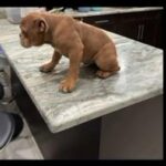 Playful 6m English Bulldog Puppy in Naples, Florida