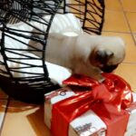 Baby Pugs looking for a home in El Paso, Texas