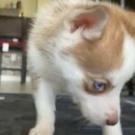 Siberian Husky in Homestead, Florida