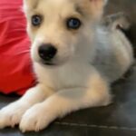 Siberian Husky in Homestead, Florida