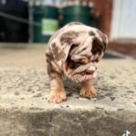 Akc English bulldog puppy in New York City, New York
