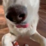 Siberian Husky Needs New Home!! in Kissimmee, Florida