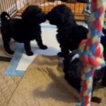 Goldendoodle Males in Bristol, Virginia
