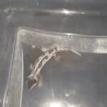 mack snow jungle leopard gecko in Charleston, South Carolina